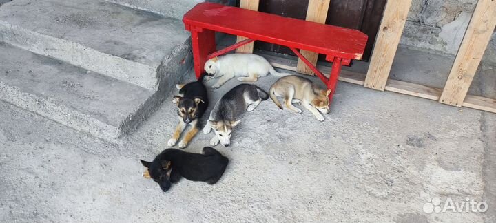 Щенки помесь европейской овчарки и хаски