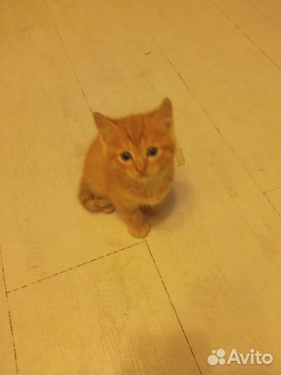 Кошка в дар