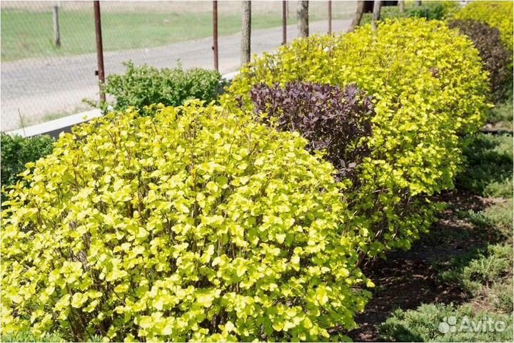 Саженцы пузыреплодник