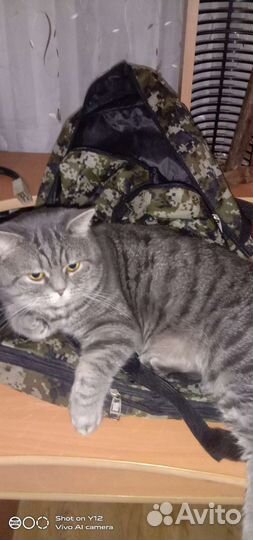 Британский кот