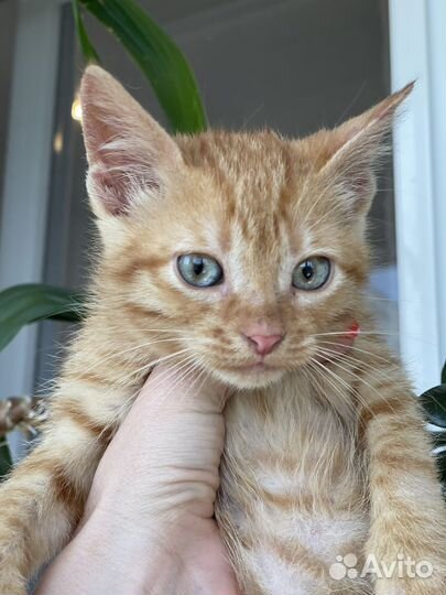 Рыжий котенок 2,5-3 месяца