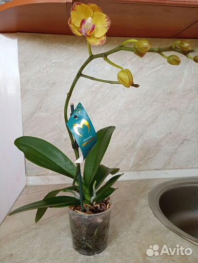 Комнатные растения.фаленопсисы бабочки.катлея