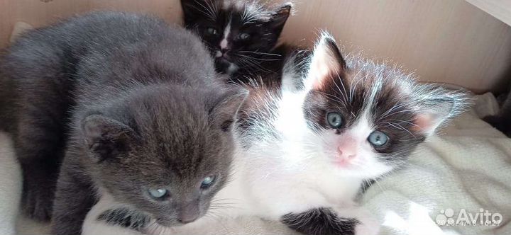 Котята в добрые руки бесплатно