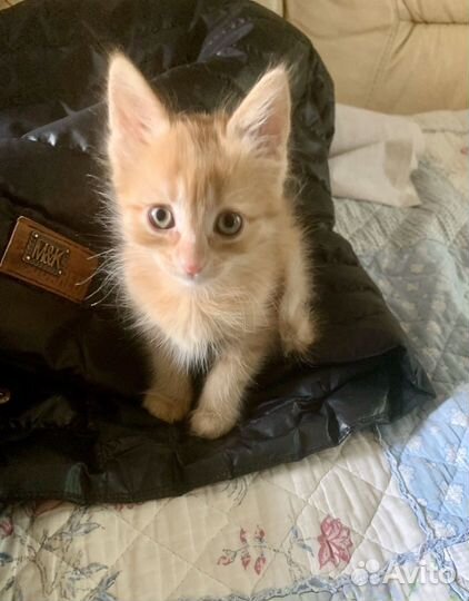 Рыжий котенок девочка