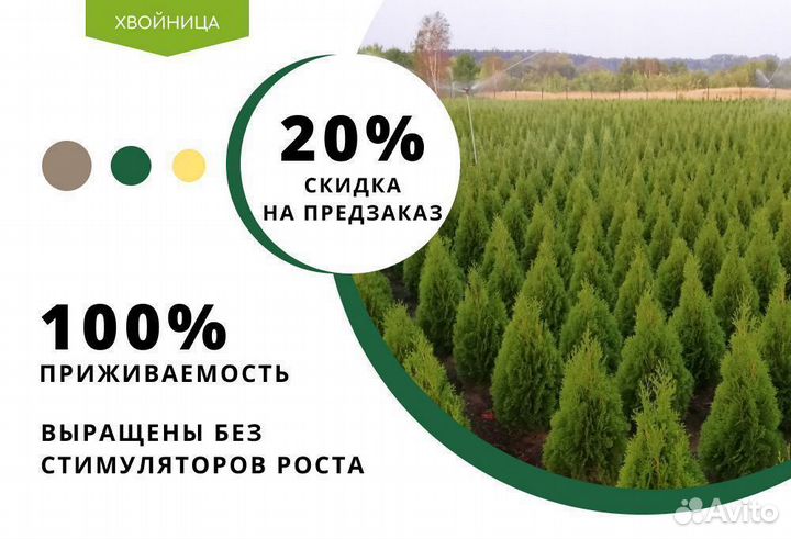 Туя Брабант 1,5 м