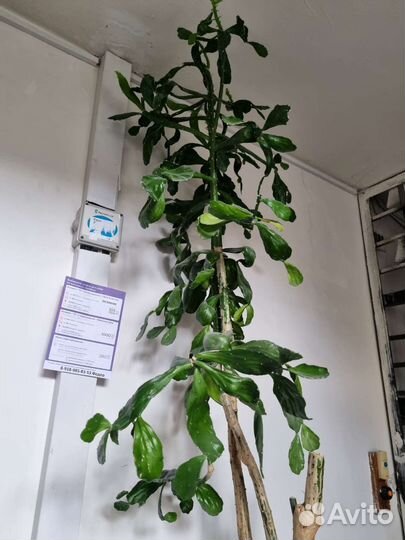 Кактус вместе с горшком