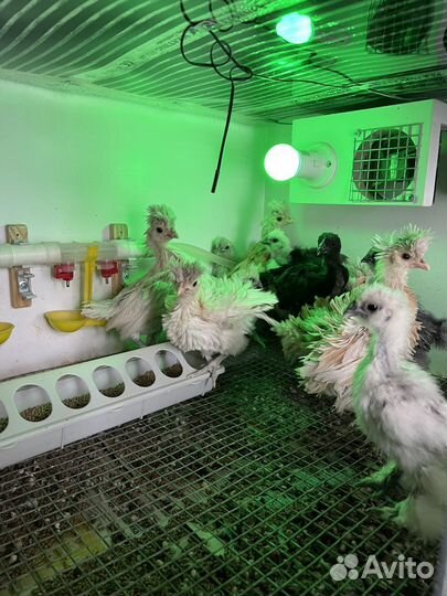 Цыплята Падуан Курчавые Шамуа и бело черные