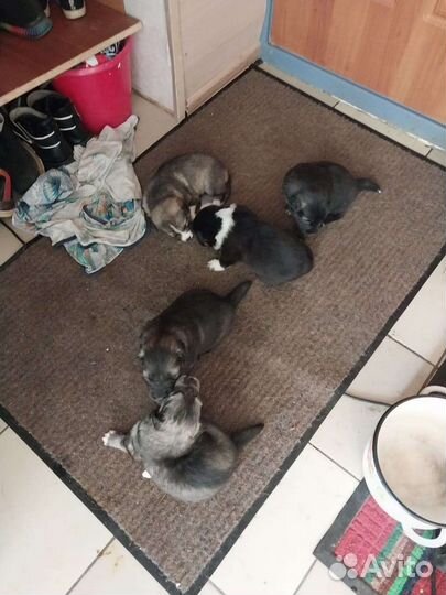 Собака в добрые руки