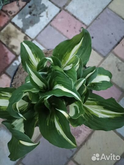 Хоста растение