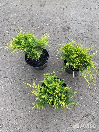 Можжевельник С3 контейнер в ассортименте
