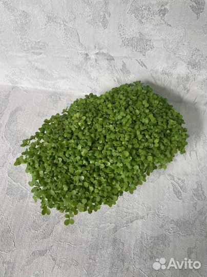 Микрозелень горох