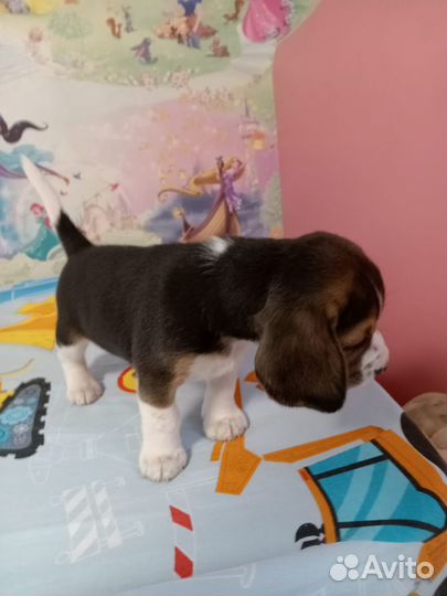 Щенок бигль