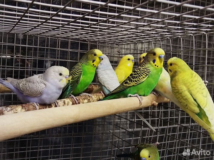 Волнистый попугай птенцы 2-3мес