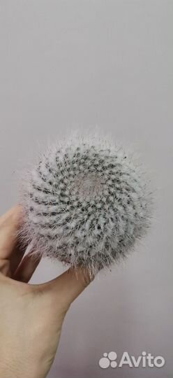 Кактусы и суккуленты