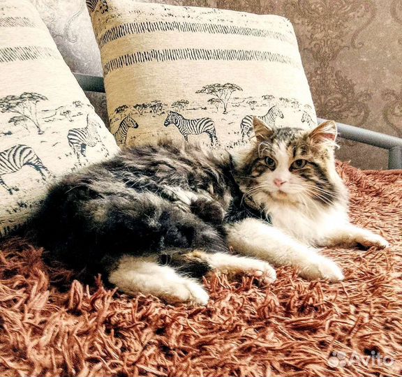 Сибирский кот