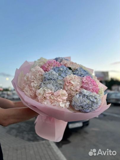 Гортензии на 8 марта