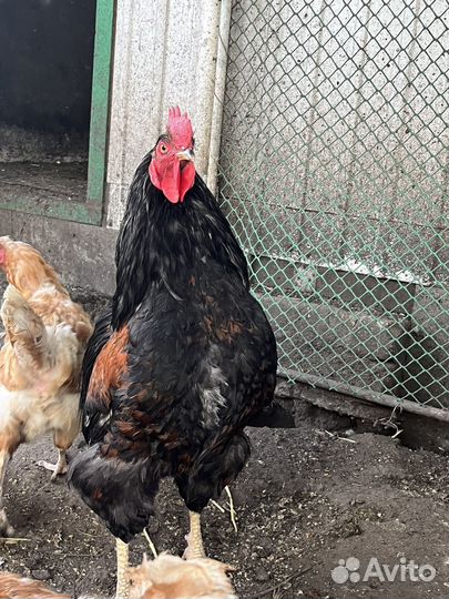 Петух породистый крупный