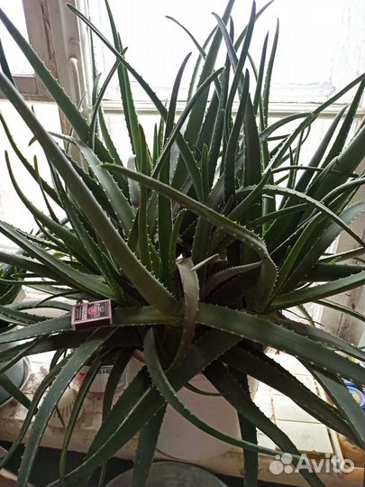 Алоэ 5 летка