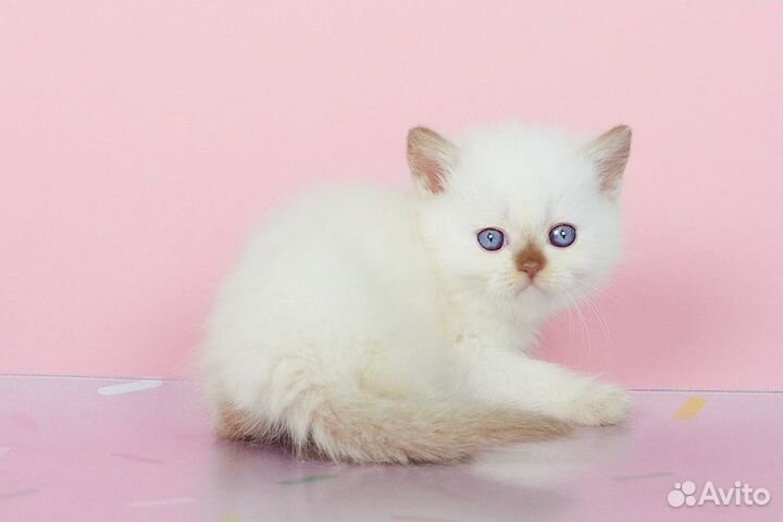 Британские Котята Циннамон Поинт Окраса