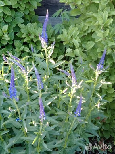 Вероника колосистая