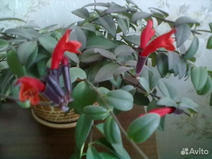 Эсхинантус бордово-красные цветы