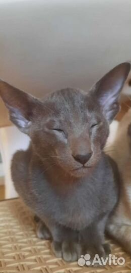 Котята Ориенталы