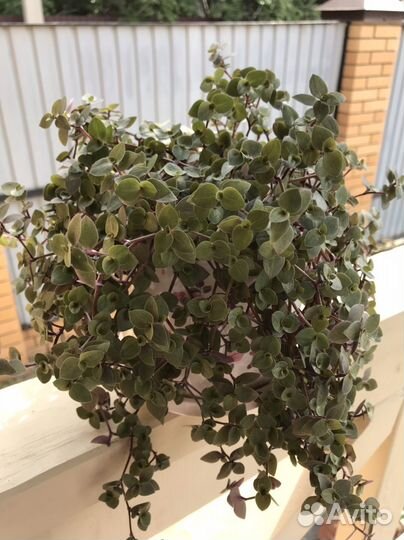 Каллизия, Коллизия зеленая ампельная