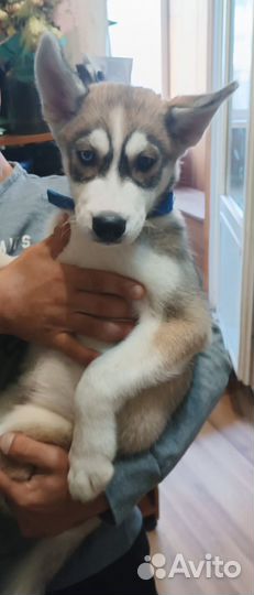 Сибирский Хаски