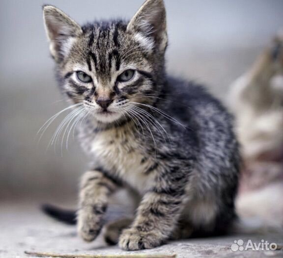 Кошка в дар