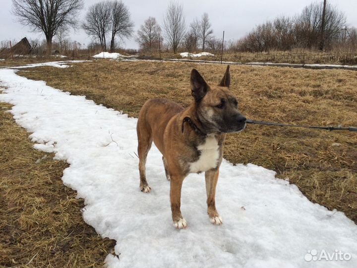 Дана ищет дом