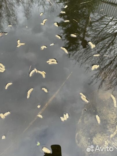 Плавающий корм для рыб