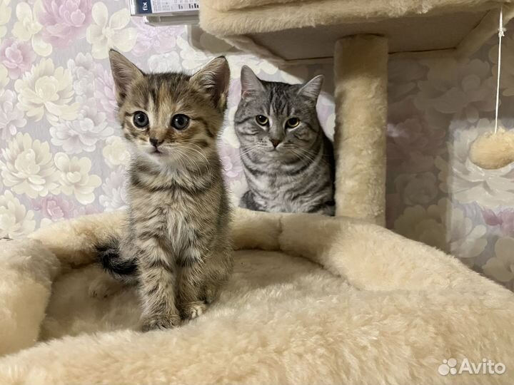 Котята шотландской кошки