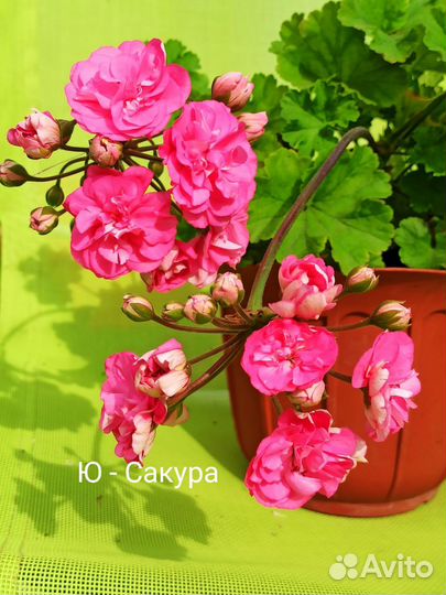 Герань пеларгония