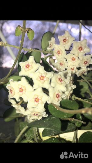 Хойи укорененные и срезом