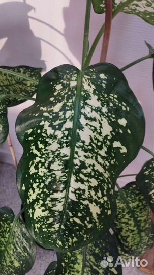 Диффенбахия