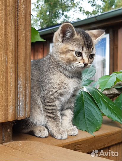 Красавица метиска хочет к вам жить