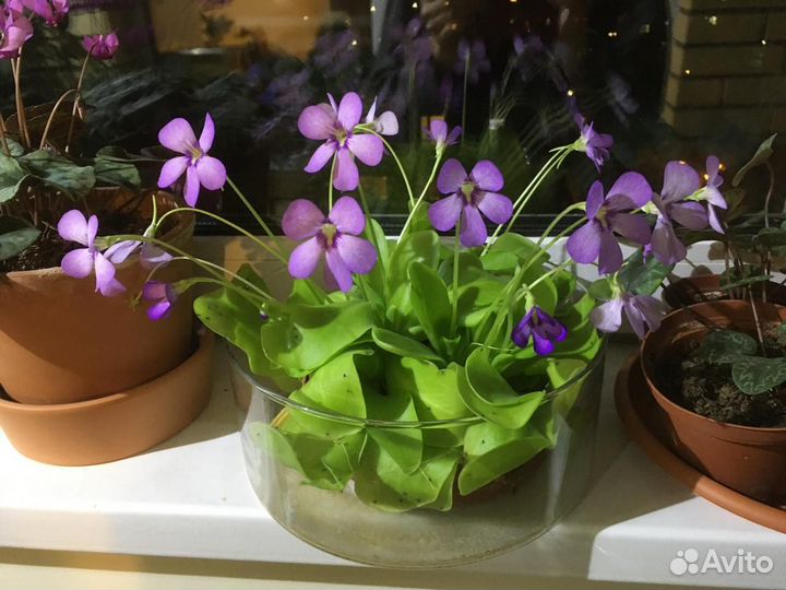 Растения разные