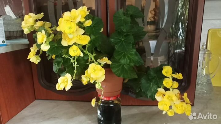 Бегония элатиор желтая