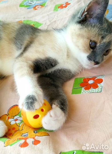 Котенок Мила