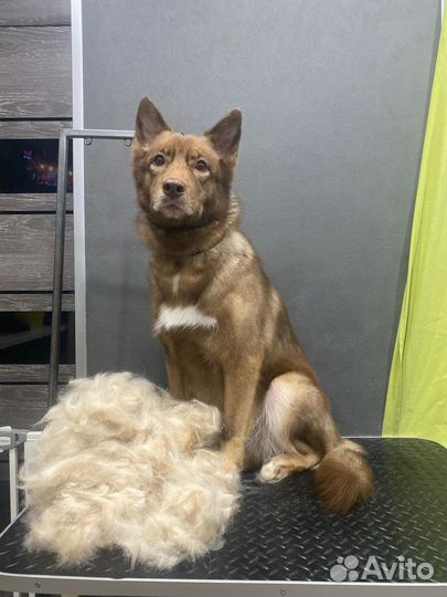 Экспресс линька для собак и кошек