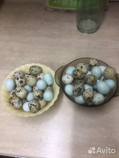 Яйцо перепилиное инкубационное