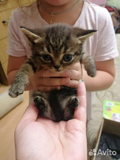 Котенок 2 месяца