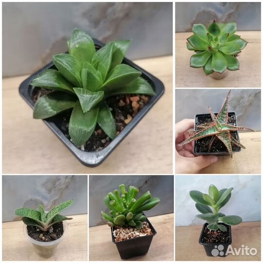 Хавортия, крассула, эхеверия