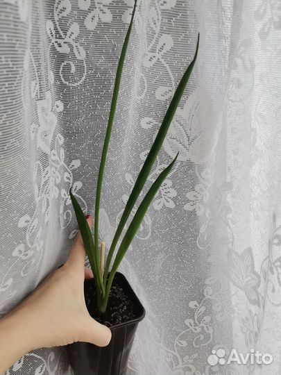 Сингониумы и Сансевиерия