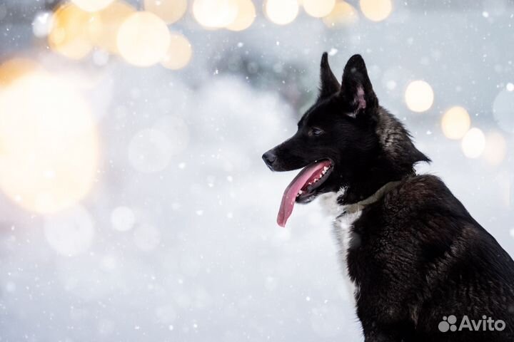 Лайка Ночка, в добрые руки