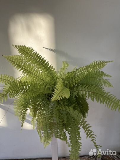 Папоротник, нефролепис блонд