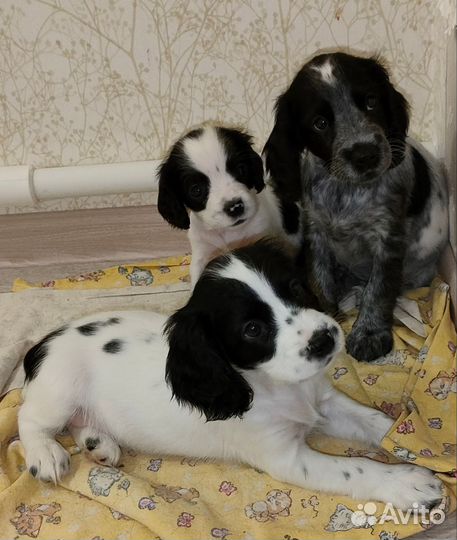 Русский охотничий спаниель