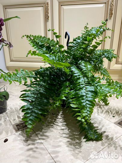 Папоротник мачо