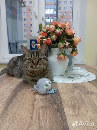 Кошка ищет дом