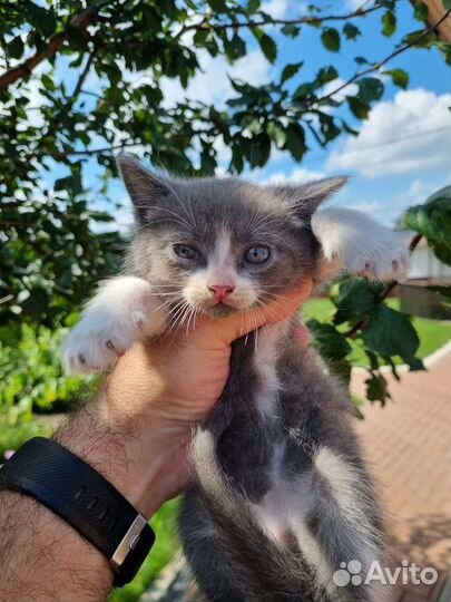 Шотландская вислоухая кошка и кот бесплатно